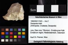 Foto (Objket + Etiketten) von Tithopaguristes porosus (Fraaije et al., 2019) 